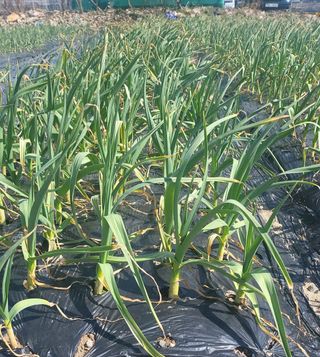 아림농장 대저2동 님의 마늘 · 비료•농약 작성글 사진