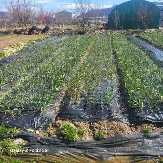 아림농장 대저2동 님의 마늘 · 비료•농약 작성글 사진