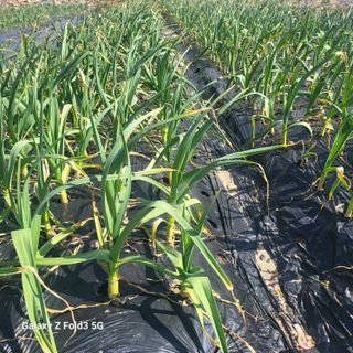 아림농장 대저2동 님의 마늘 · 비료•농약 작성글 사진