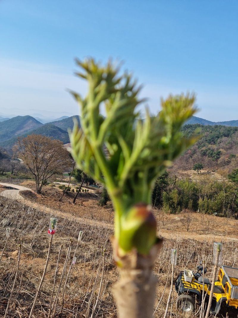 장터 상품 [참두릅 묘목] 썸네일