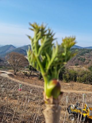 팜모닝회원 정정섭 님의 작성글 사진
