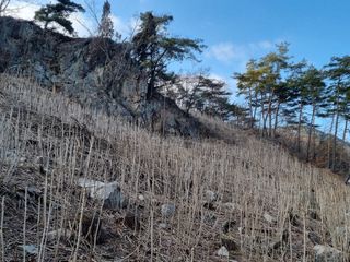 팜모닝회원 정정섭 님의 작성글 사진