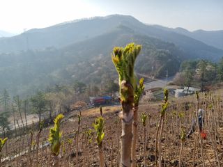 팜모닝회원 정정섭 님의 작성글 사진