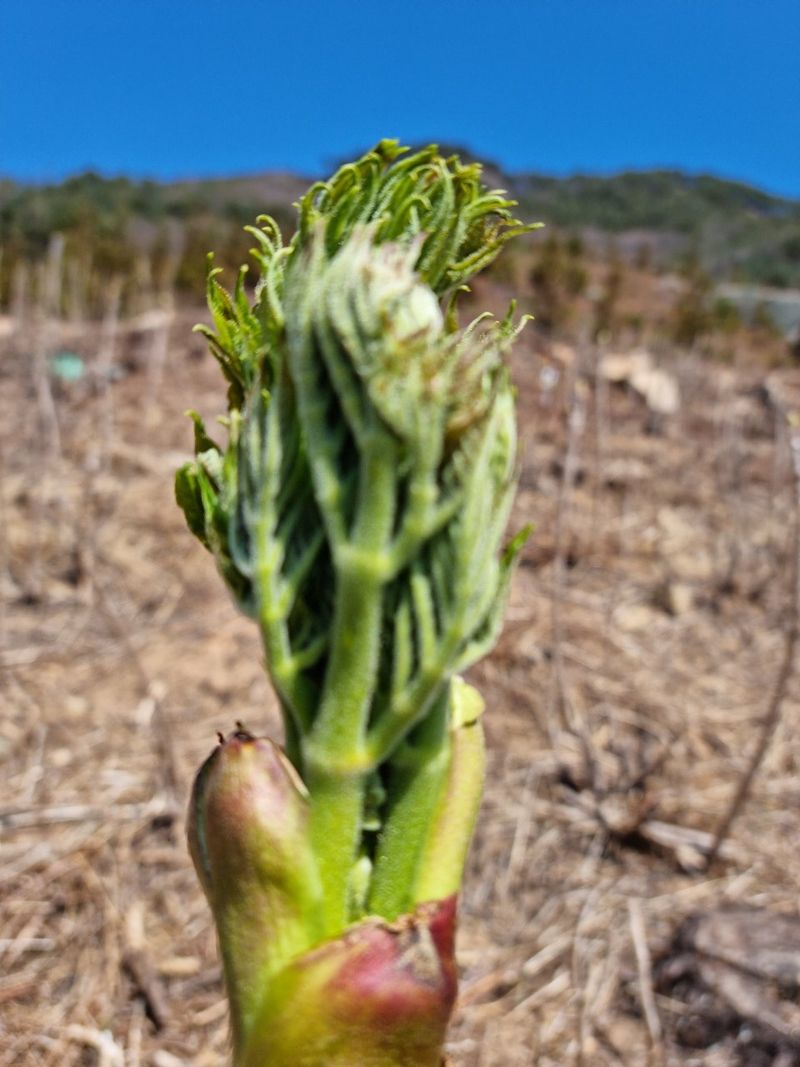팜모닝회원 정정섭 님의 장터 판매 상품 [참두릅 묘목] 첨부 사진