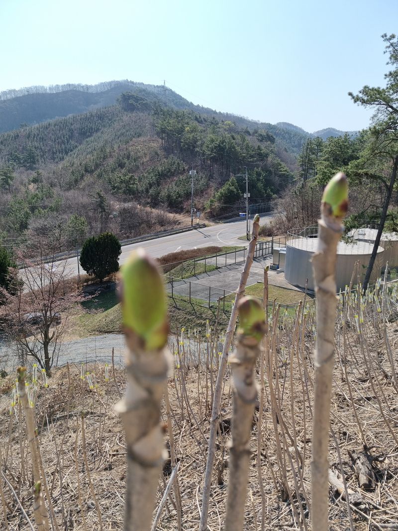 팜모닝회원 정정섭 님의 장터 판매 상품 [참두릅 묘목] 첨부 사진