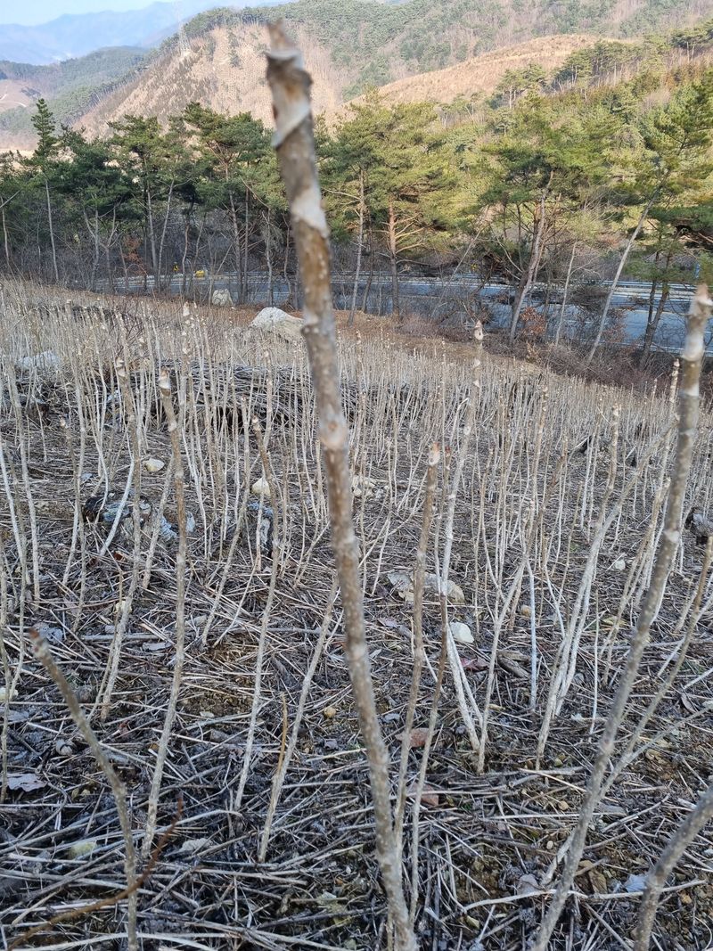 팜모닝회원 정정섭 님의 장터 판매 상품 [참두릅 묘목] 첨부 사진