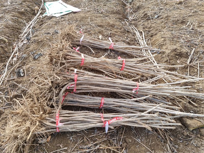 팜모닝회원 정정섭 님의 장터 판매 상품 [참두릅 묘목] 첨부 사진