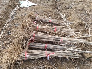 팜모닝회원 정정섭 님의 작성글 사진