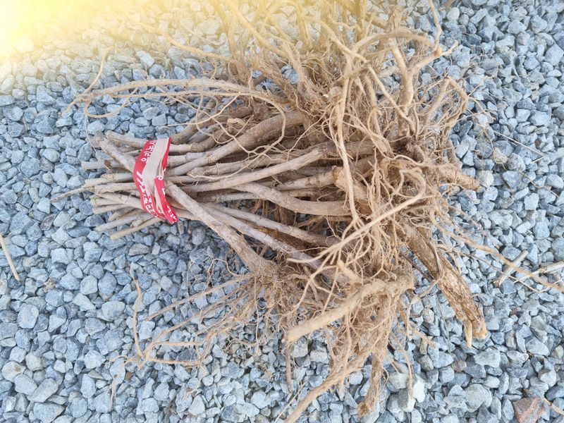 팜모닝회원 정정섭 님의 장터 판매 상품 [참두릅 묘목] 첨부 사진