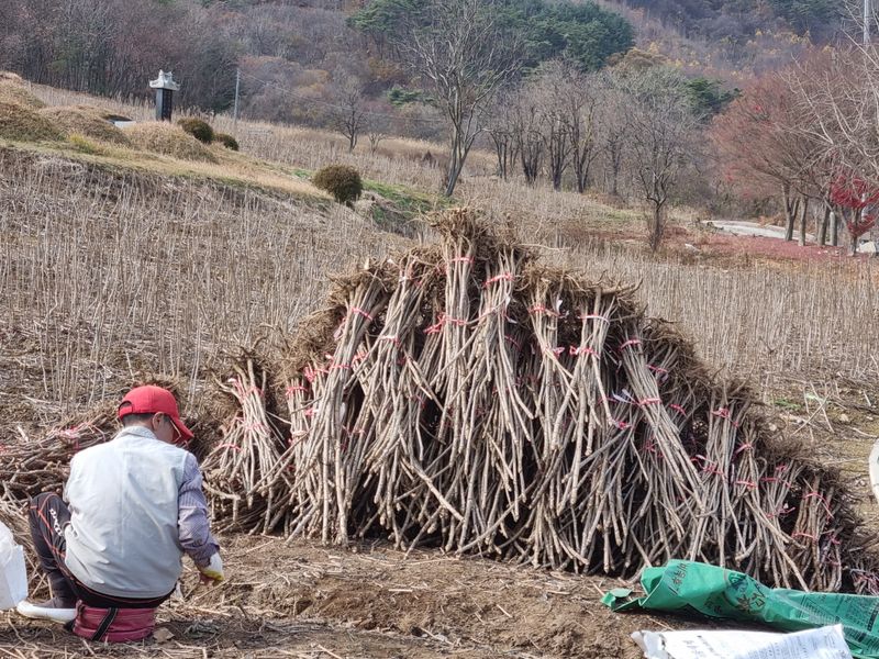 팜모닝회원 정정섭 님의 장터 판매 상품 [참두릅 묘목] 첨부 사진