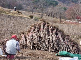 팜모닝회원 정정섭 님의 작성글 사진