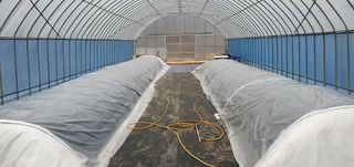 향적농원(정은상)님의 고추 · 일상 작성글 사진