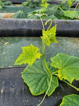 팜모닝 오이·병해충상담 게시글 이미지