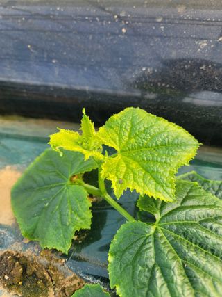 빅파머님의 오이 · 병해충상담 작성글 사진