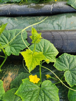 빅파머님의 오이 · 병해충상담 작성글 사진