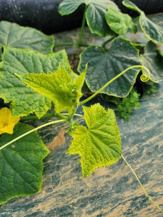 빅파머님의 오이 · 병해충상담 작성글 사진