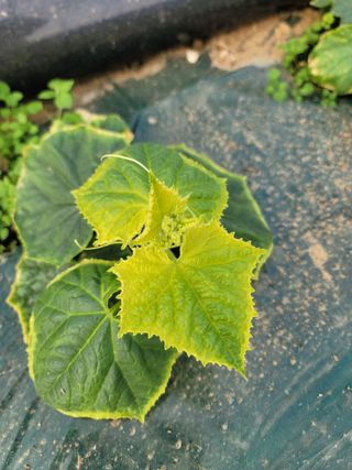 빅파머님의 오이 · 병해충상담 작성글 사진