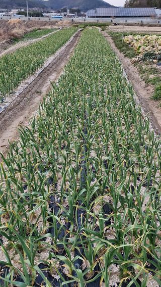 해촌(서정술)50님의 마늘 · 비료•농약 작성글 사진