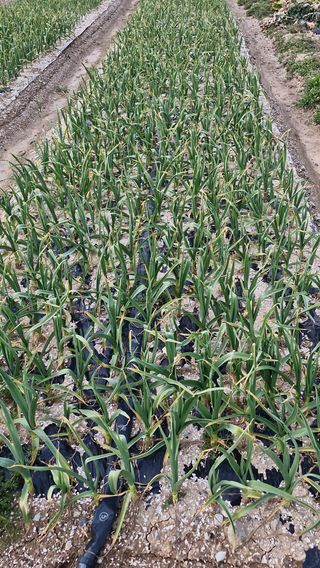 해촌(서정술)50님의 마늘 · 비료•농약 작성글 사진