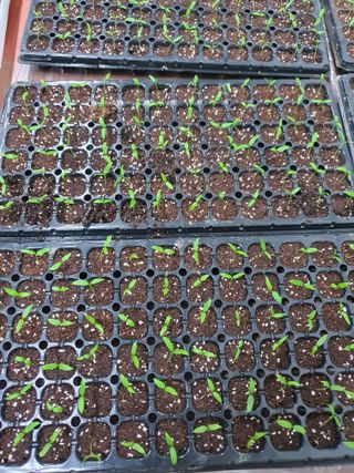 엘림농장님의 고추 · 파종•정식 작성글 사진