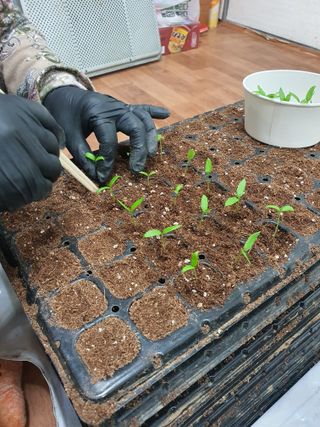 엘림농장님의 고추 · 파종•정식 작성글 사진