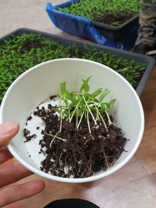 엘림농장님의 고추 · 파종•정식 작성글 사진