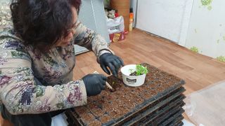 엘림농장님의 고추 · 파종•정식 작성글 사진