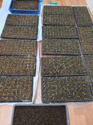 엘림농장님의 고추 · 파종•정식 작성글 사진