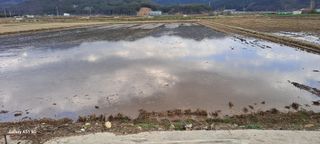 사천시향촌동 돼지띠님의 벼 · 자유게시판 작성글 사진