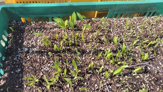 복숭아11454님의 3월 농사 계획 같이해요 · 참여글 작성글 사진