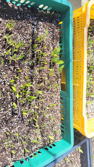 복숭아11454님의 3월 농사 계획 같이해요 · 참여글 작성글 사진