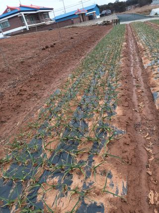 장용길님의 3월 농사 계획 같이해요 · 참여글 작성글 사진