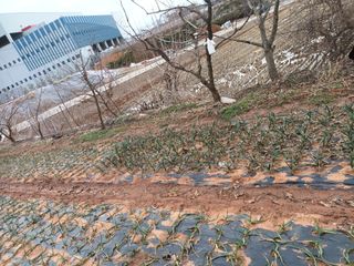 장용길님의 3월 농사 계획 같이해요 · 참여글 작성글 사진