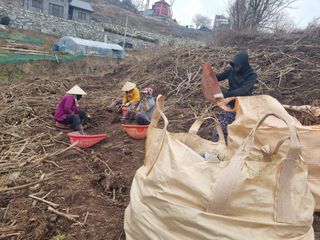 이호성님의 두릅 · 일상 작성글 사진
