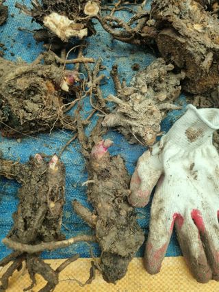 이호성님의 두릅 · 일상 작성글 사진