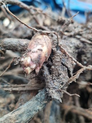 이호성님의 두릅 · 일상 작성글 사진