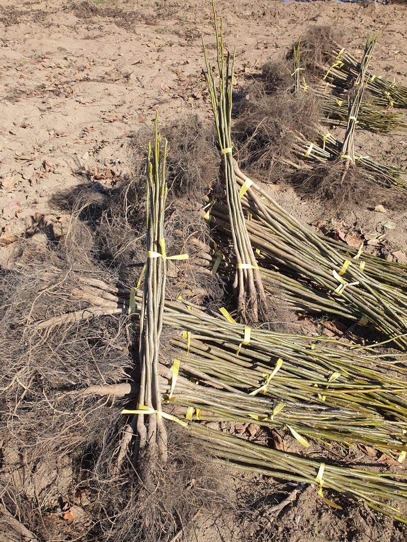 장터 상품 [실생 호두 묘목 판매합니다. ] 썸네일