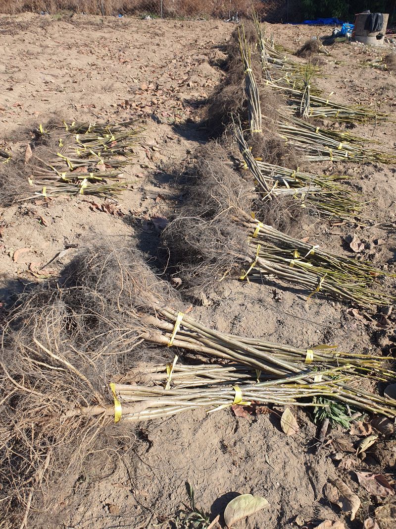 우리농원님의 장터 판매 상품 [실생 호두 묘목 판매합니다. ] 첨부 사진