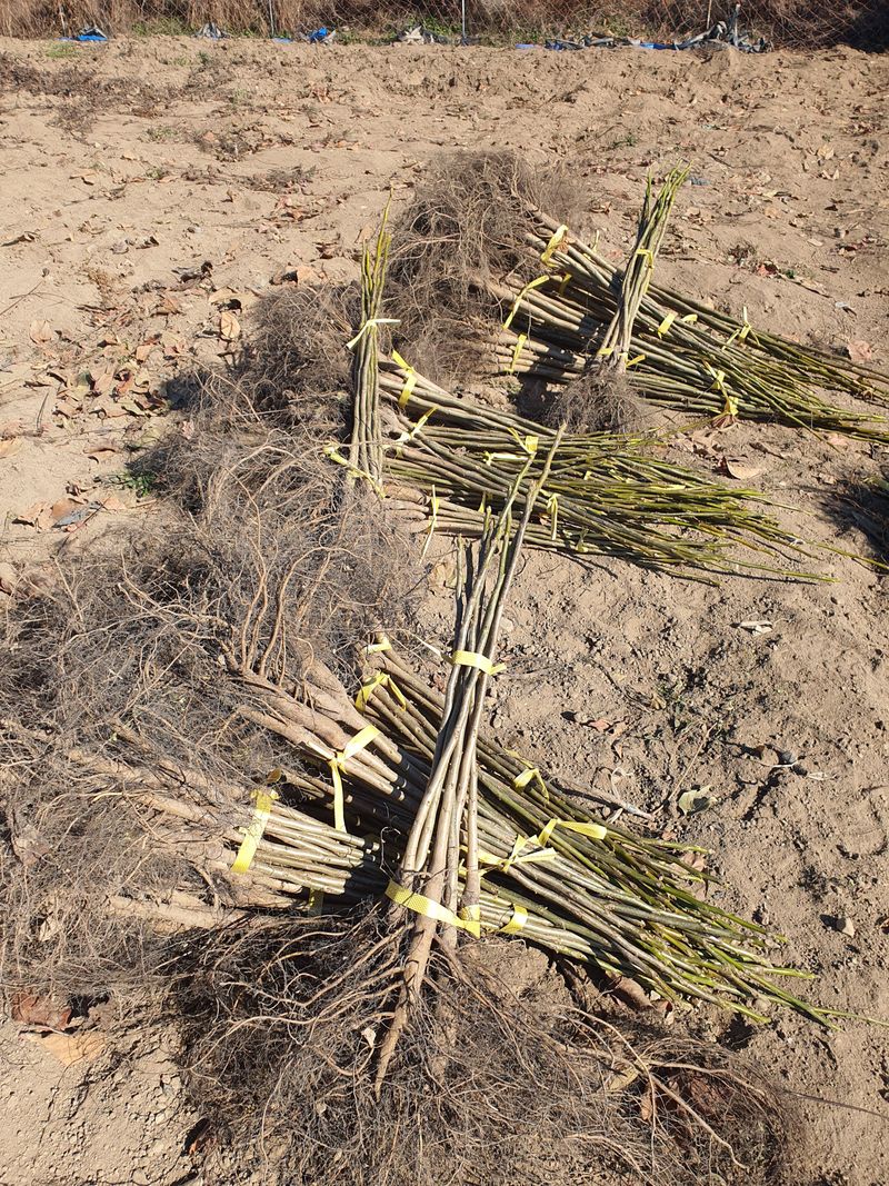 우리농원님의 장터 판매 상품 [실생 호두 묘목 판매합니다. ] 첨부 사진