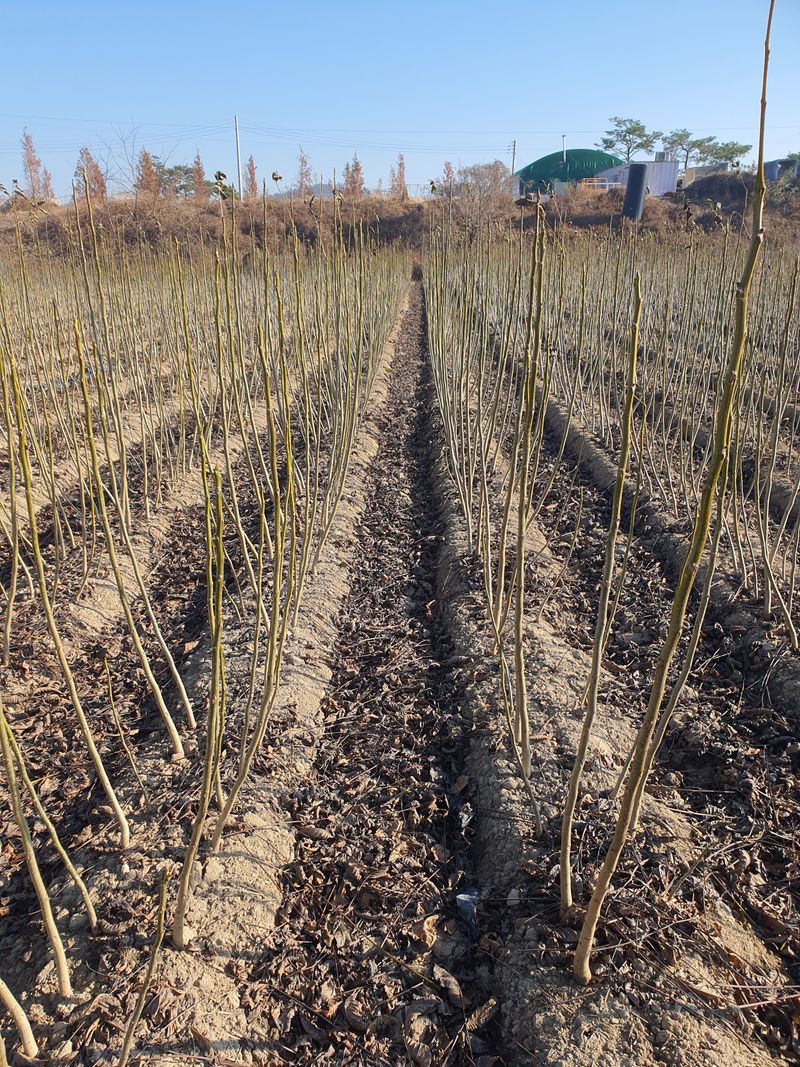 우리농원님의 장터 판매 상품 [실생 호두 묘목 판매합니다. ] 첨부 사진