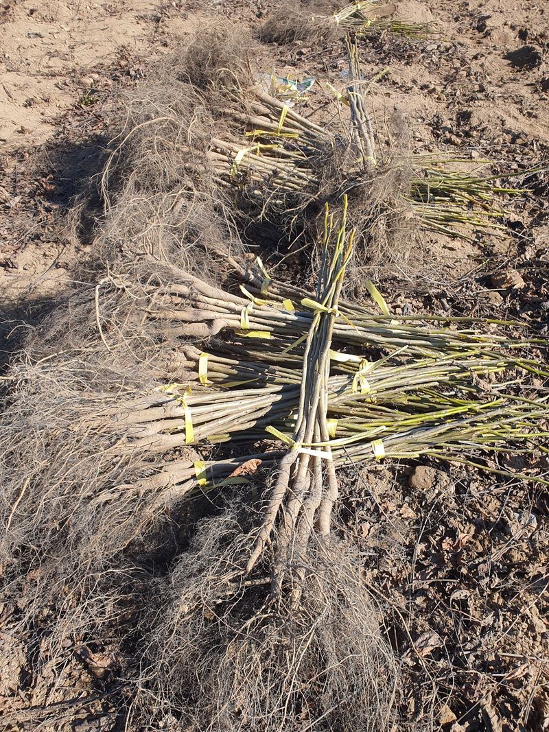 우리농원님의 장터 판매 상품 [실생 호두 묘목 판매합니다. ] 첨부 사진