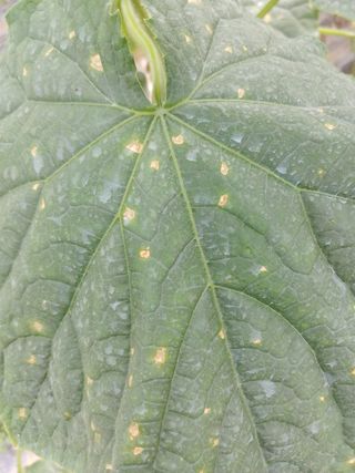 이광춘님의 오이 · 병해충상담 작성글 사진