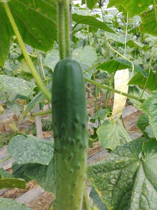 이광춘님의 오이 · 병해충상담 작성글 사진