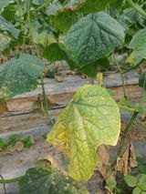 팜모닝 오이·병해충상담 게시글 이미지