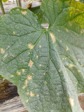 이광춘님의 오이 · 병해충상담 작성글 사진