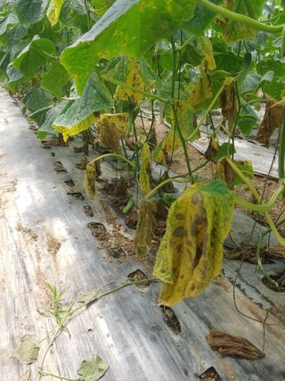 이광춘님의 오이 · 병해충상담 작성글 사진