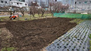 통영바닷가님의 배추 · 영농일지 작성글 사진