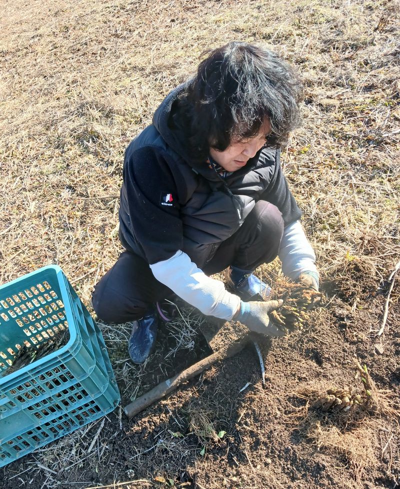 황덕순 님의 장터 판매 상품 [명이나물모종 판매 ] 첨부 사진