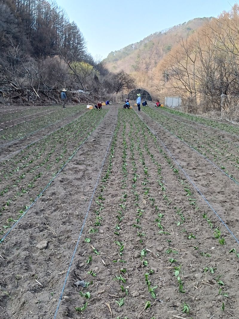 황덕순 님의 장터 판매 상품 [명이나물모종 판매 ] 첨부 사진