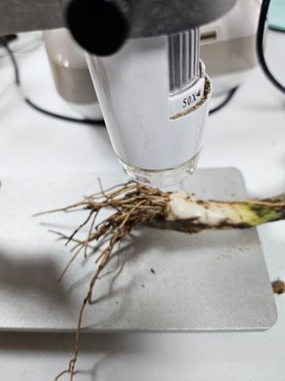 대산농사대장님의 마늘 · 비료•농약 작성글 사진